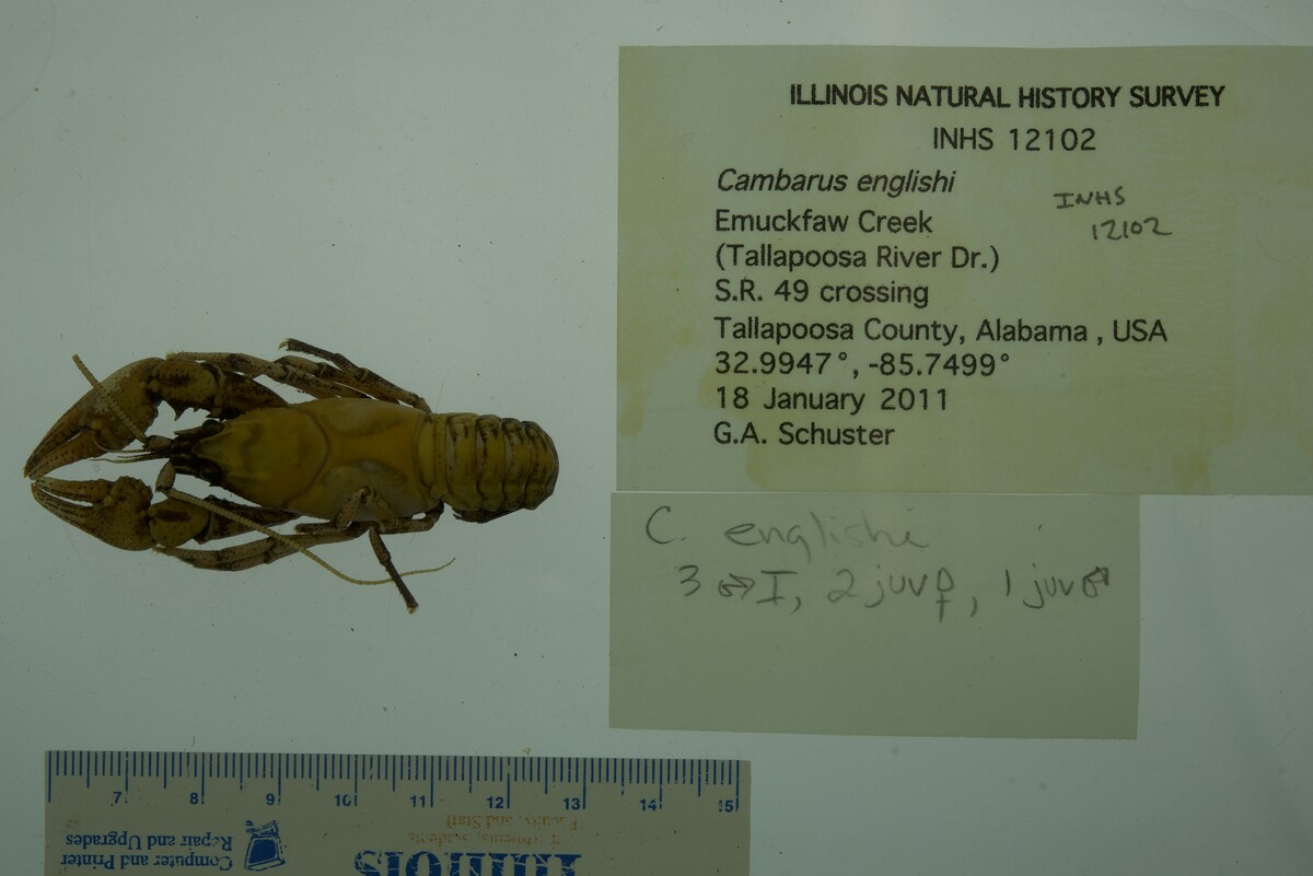 Cambarus englishi image